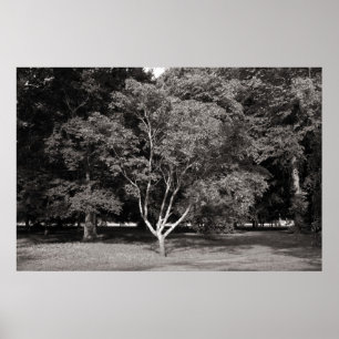 Póster Árbol de magnolia en verano - Tono cálido BW