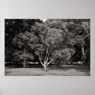 Póster Árbol de magnolia en verano - Tono cálido BW