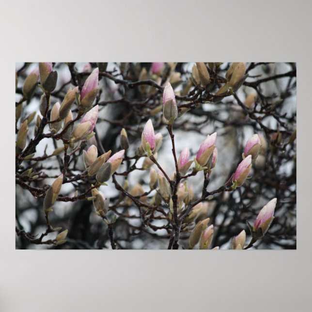Póster Árbol de Magnolia se desmoronó en primavera antes  (Frente)