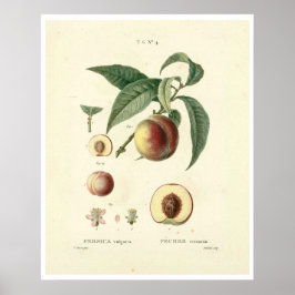 Póster Árbol de malla vintage (Prunus persica) N.4 Poster