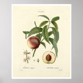 Póster Árbol de malla vintage (Prunus persica) N.6 Poster