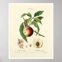 Árbol de malla vintage (Prunus persica) N.7 Poster