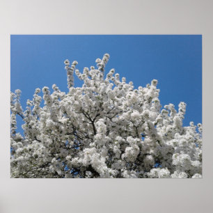 Póster Árbol de manzana de nieve en flor