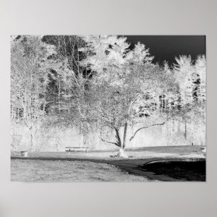 Póster Árbol de manzanas - B&W