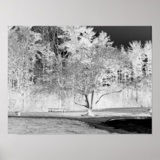 Póster Árbol de manzanas - B&W
