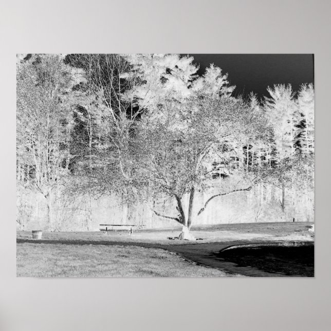 Póster Árbol de manzanas - B&W (Frente)