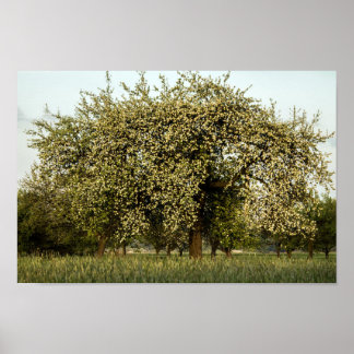 Póster Árbol de manzanas en flor
