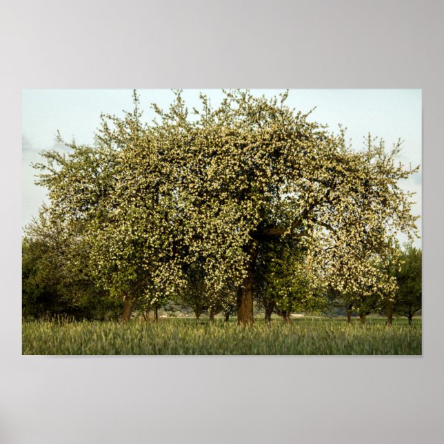Póster Árbol de manzanas en flor (Frente)