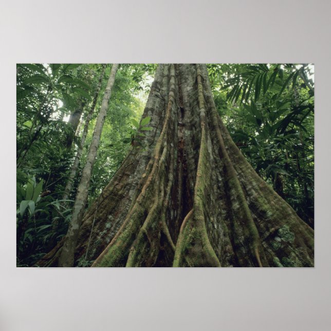 Póster Árbol de mariscos en selva tropical, Corcovado (Frente)