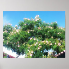 Póster Árbol de mimosa