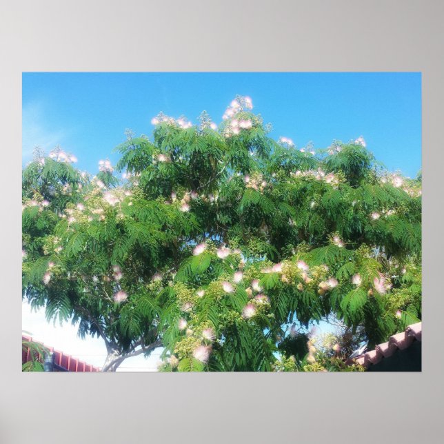 Póster Árbol de mimosa (Frente)