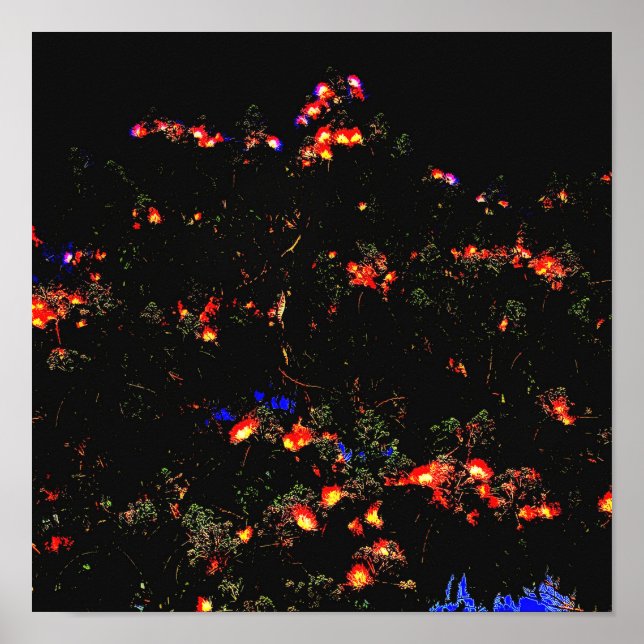 Póster Árbol de Mimosa brillante (Frente)