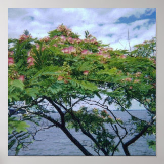 Póster Árbol de mimosa en flor