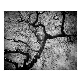 Póster Árbol de misterio en blanco y negro