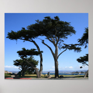 Póster Árbol de Monterey Cypress, foto de la costa costa