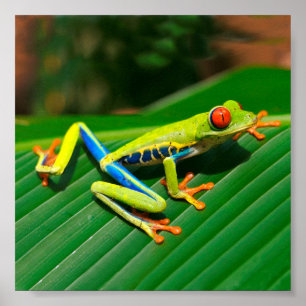 Póster Árbol de ojos rojos y selva tropical Rana