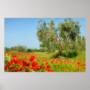 Póster Árbol de oliva en poster de campo de amapola
