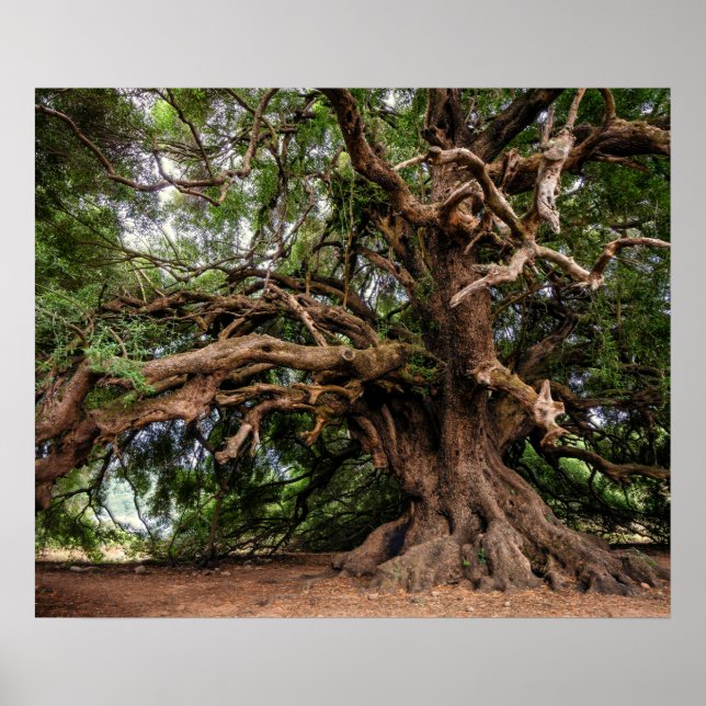 Póster Árbol de oliva viejo y ruso (Frente)