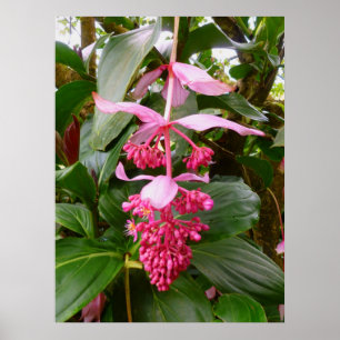 Póster Árbol de orquídea malasio