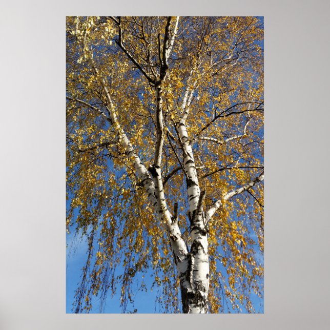 Póster Árbol de otoño (Frente)