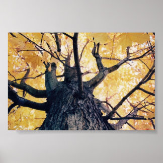 Póster árbol de otoño