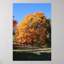 Póster Árbol de otoño brillante – Hubbell, Michigan