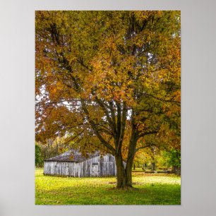 Póster Árbol de otoño y granero pintoresco