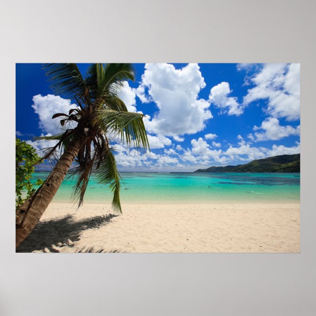 Póster Árbol de palma (Frente)