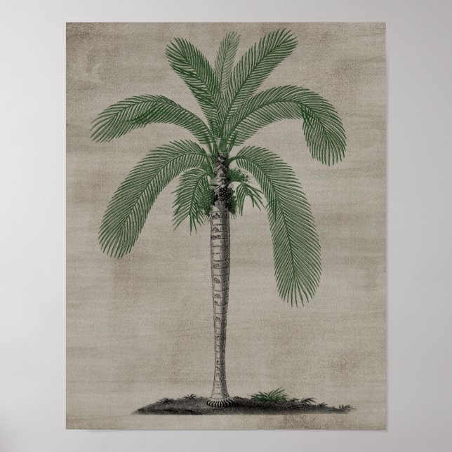 Póster Árbol de palma (Frente)