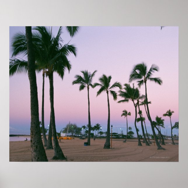 Póster Árbol de palma 2 (Frente)