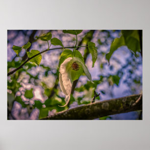 Póster Árbol de pañuelos