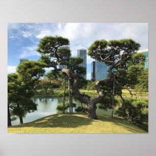 Póster Árbol de pino negro único