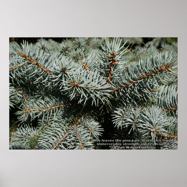 Póster Árbol de pinos (Frente)