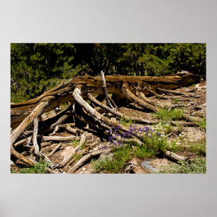 Póster Árbol de pinos caídos