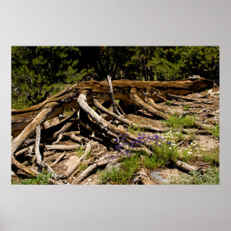 Póster Árbol de pinos caídos