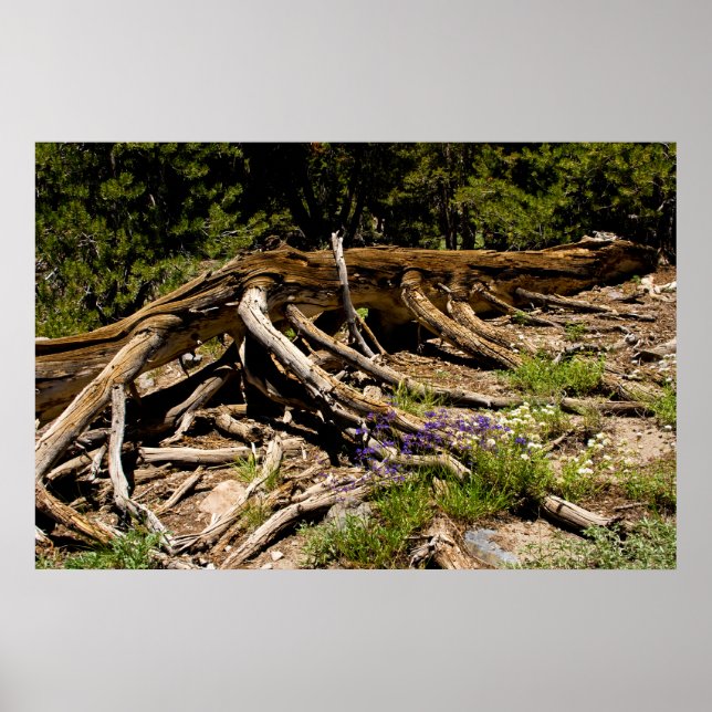 Póster Árbol de pinos caídos (Frente)