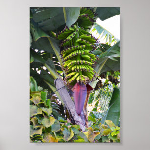 Póster Árbol de plátano de Madeira
