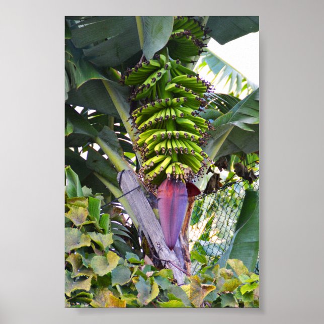 Póster Árbol de plátano de Madeira (Frente)