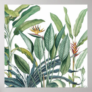 Póster Árbol de plátano de selva tropical verde Strelitzi