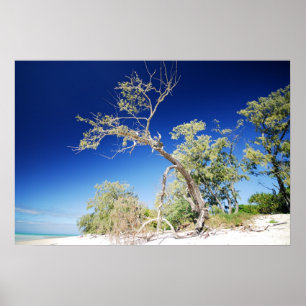 Póster Árbol de playa