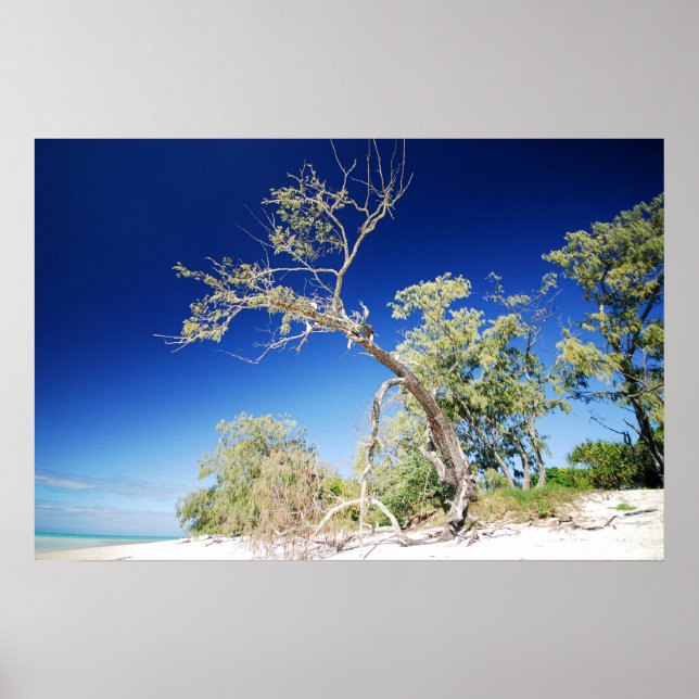 Póster Árbol de playa (Frente)