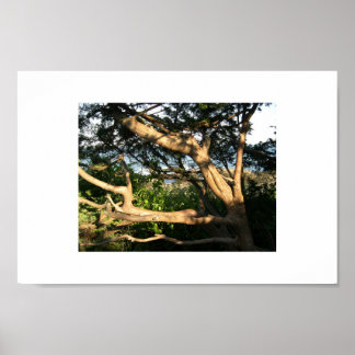 Póster Árbol de playa, Ogunquit, Maine