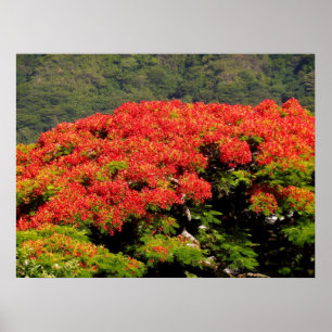 Póster Árbol de Poinciana
