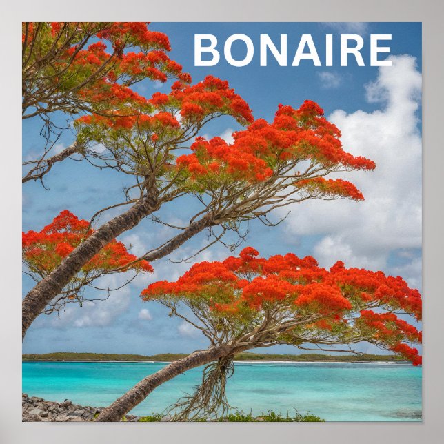 Póster Árbol de Poinciana en bonaire hermoso (Frente)