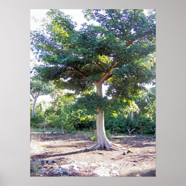 Póster Árbol de poster de sabiduría (Frente)