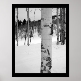 Póster Árbol de rábano de invierno de Colorado