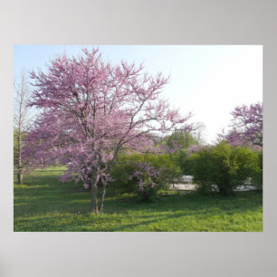 Póster Árbol de Redbud - lago Kansas el Dorado