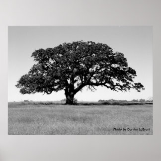 Póster Árbol de roble