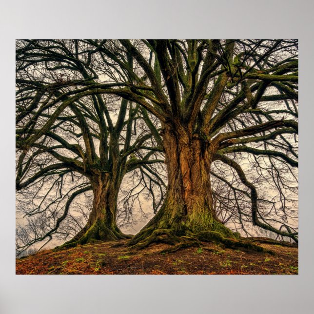 Póster Árbol de roble antiguo en invierno (Frente)