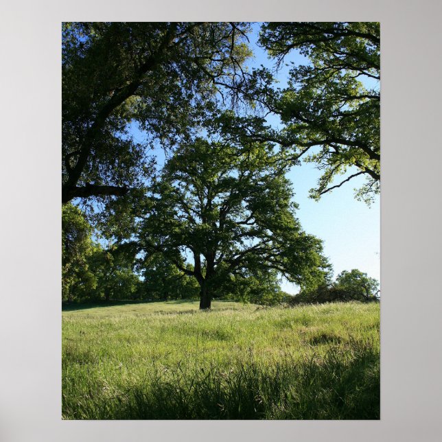 Póster Árbol de roble, campo de primavera, retrato (Frente)